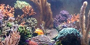 REFRAKTOMETER MEERWASSERAQUARISTIK